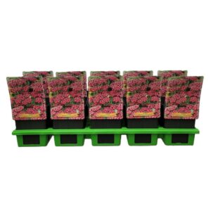 Achillea Achillea millefolium 'Summerwine' P11 (10 Plants/Order)(11cmP 25cmH)
