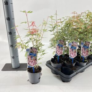 Acer palmatum Iyoshi'
(12 Plants/Order)(10.5cmP 40cmH)