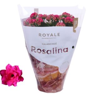 Kalanchoe blossfeldiana Rosalina Do Kalanchoe Rosalina 12cm Royale Victorio purple
(10 Plants/Order)(12cmP 27cmH)