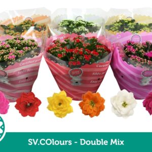 Kalanchoe Double mix in SV.COloursleeve
(14 Plants/Order)(23cmP 27cmH)