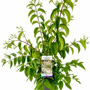 Heptacodium miconioides Heptacodium miconioides 80-100C10
(1 Plants/Order)(28cmP 100cmH)