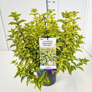 Caryopteris x clandonensis Good as Gold' C5
(1 Plants/Order)(23cmP 60cmH)