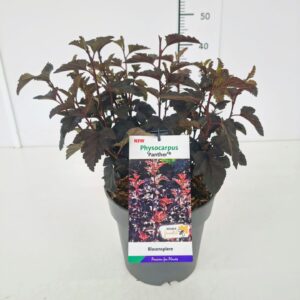 Physocarpus opulifolius Physocarpus op. 'Panther' 50-60C5
(1 Plants/Order)(23cmP 60cmH)
