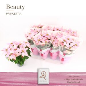 Euphorbia Princettia Pink P12 Dolc'Amore® Beauty
(8 Plants/Order)(12cmP 31cmH)