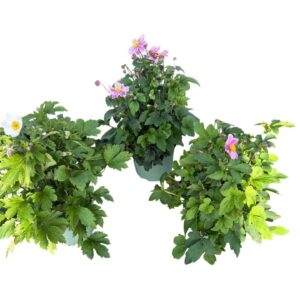 Anemone in Types
(1 Plants/Order)(17cmP 40cmH)