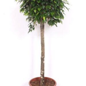 Ficus Danielle
(1 Plants/Order)(40cmP 170cmH)
