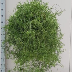 Rhipsalis cereuscula XL Cereuscula 25cm STH
(1 Plants/Order)(25cmP 80cmH)