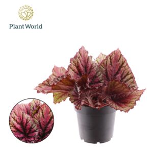 Begonia Magic Colours Lambada rex
(8 Plants/Order)(12cmP 25cmH)