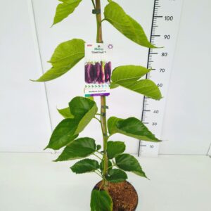 Morus alba Morus alba 'Giant Fruit' 100-125C7
(1 Plants/Order)(25cmP 125cmH)