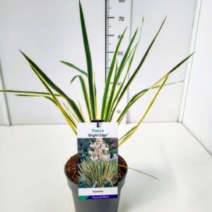 Yucca filamentosa Bright Edge Yucca fil. 'Bright Edge' C5
(1 Plants/Order)(23cmP 50cmH)