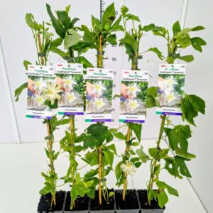 Passiflora Passiflora inc. Cooltropics® 'Snowstar' 80CMC2
(10 Plants/Order)(17cmP 100cmH)