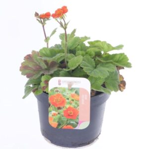 Geum coccineum Tosai Orange 
(8 Plants/Order)(13cmP 25cmH)