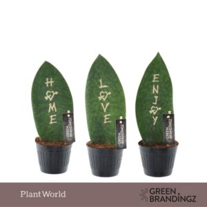 Sansevieria other Green Brandingz Special Mixture
(11 Plants/Order)(10.5cmP 35cmH)