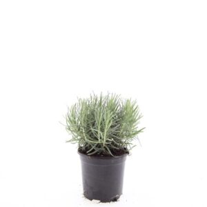 Lavandula angustifolia Munstead
(8 Plants/Order)(14cmP 25cmH)