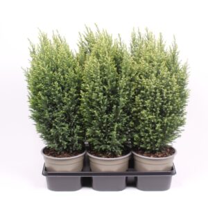 Chamaecyparis Snow Whit lawsoniana
(6 Plants/Order)(15cmP 30cmH)