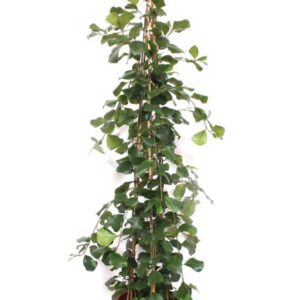 Ficus Trinova
(1 Plants/Order)(34cmP 180cmH)