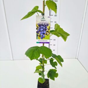 Vitis other white Vitis 'Glenora' 80CMC2
(10 Plants/Order)(17cmP 100cmH)