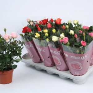Rosa Beau Monde mix Rosa Beau Monde mixed 12 cm
(10 Plants/Order)(12cmP 28cmH)