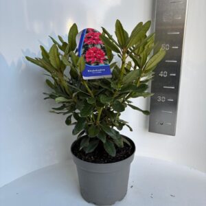 Rhododendron Catawbiense Nova Zembla'
(1 Plants/Order)(23cmP 55cmH)