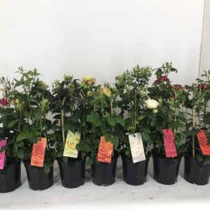 Rosa mixed Summerville
(1 Plants/Order)(19cmP 85cmH)