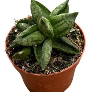 Sansevieria other Pyramid
(20 Plants/Order)(6cmP 5cmH)