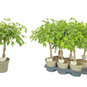 Ficus Golden King Safrana
(6 Plants/Order)(17cmP 60cmH)