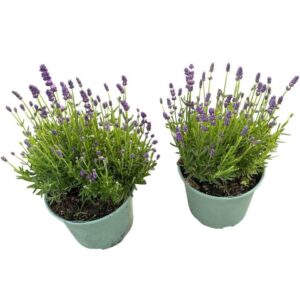 Lavandula angustifolia Hidcote
(1 Plants/Order)(17cmP 30cmH)