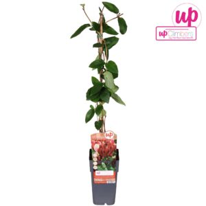 Lonicera Red World japonica P15
(10 Plants/Order)(15cmP 65cmH)