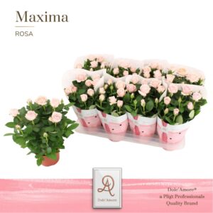 Rosa Amorosa Infinity Soft Pink Potroos Infinity Princess P14 Dolc'Amore® Maxima
(8 Plants/Order)(14cmP 32cmH)