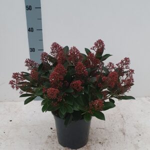 Skimmia japonica Rubella 19 cm 20+ Flower
(1 Plants/Order)(19cmP 40cmH)