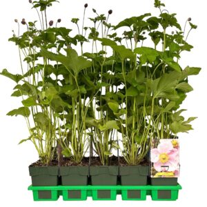 Anemone x hybrida Loreley' P11
(10 Plants/Order)(11cmP 25cmH)