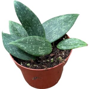 Hoya Wibergiae
(9 Plants/Order)(10.5cmP 15cmH)