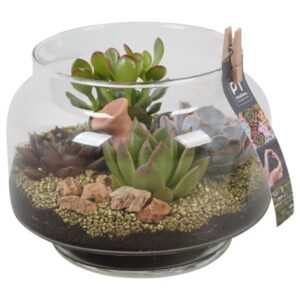 Succulenten PTSU8413 Arrangement Succulenten in glazen vaas
(4 Plants/Order)(18cmP 17cmH)
