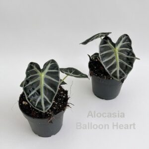 Alocasia Balloon Heart 12cm
(12 Plants/Order)(12cmP 20cmH)