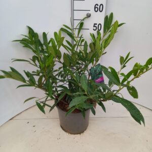 Prunus Zabeliana laur.
(1 Plants/Order)(23cmP 50cmH)
