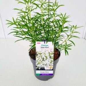 Choisya Aztec Pearl Choisya 'Aztec Pearl' 30-40C5
(1 Plants/Order)(23cmP 50cmH)