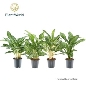 Aglaonema mixed Aglaonema mixed (1 Plants/Order)(21cmP 60cmH)