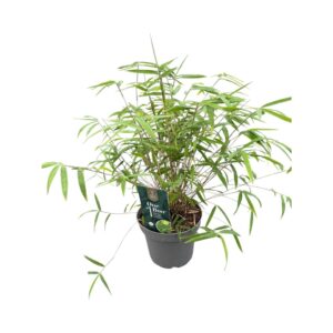 Fargesia angustissima One Boo™ Silkleaf P14
(8 Plants/Order)(14cmP 40cmH)