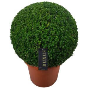 Buxus other sempervirens ball p42 (t) 60-65
(1 Plants/Order)(42cmP 60cmH)