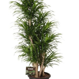 Dracaena Anita Dracaena refl. Anita busch
(1 Plants/Order)(32cmP 140cmH)