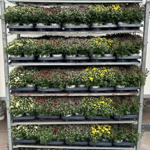 Chrysanthemum Garden Mums Chrysanthemum Gardenmum mix laag
(8 Plants/Order)(12cmP 23cmH)