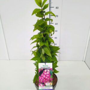 Deutzia Deutzia hybrida 'Strawberry Fields' 60-80C5
(1 Plants/Order)(23cmP 80cmH)