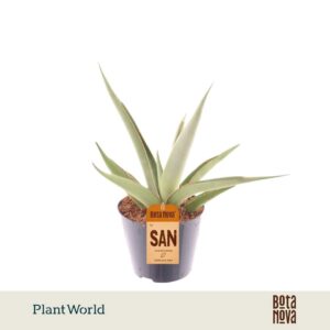 Sansevieria other Silver Syreni
(12 Plants/Order)(8.5cmP 20cmH)