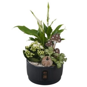 Arrangement kamer PTHI3213 Arrangement Autumn Indoor in Ceramics schaal
(6 Plants/Order)(16cmP 33cmH)