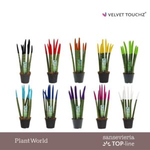 Sansevieria Cylindrica VELVET TOUCHZ® mix
(12 Plants/Order)(8.5cmP 30cmH)