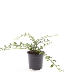 Cotoneaster dammeri Miranda
(8 Plants/Order)(14cmP 10cmH)