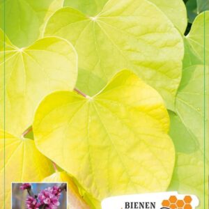 Cercis canadensis Cercis can. 'Hearts of Gold' PBR 80-100C6
(1 Plants/Order)(24cmP 100cmH)