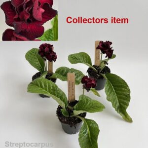 Streptocarpus The Ultimate Beauty 14cm *Collectors item* 
(4 Plants/Order)(12cmP 25cmH)
