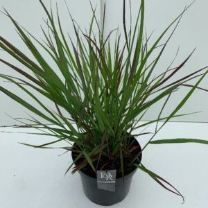 Panicum virgatum Squaw
(1 Plants/Order)(29cmP 90cmH)