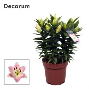Lilium Souvenir OR 19cm
(5 Plants/Order)(19cmP 45cmH)